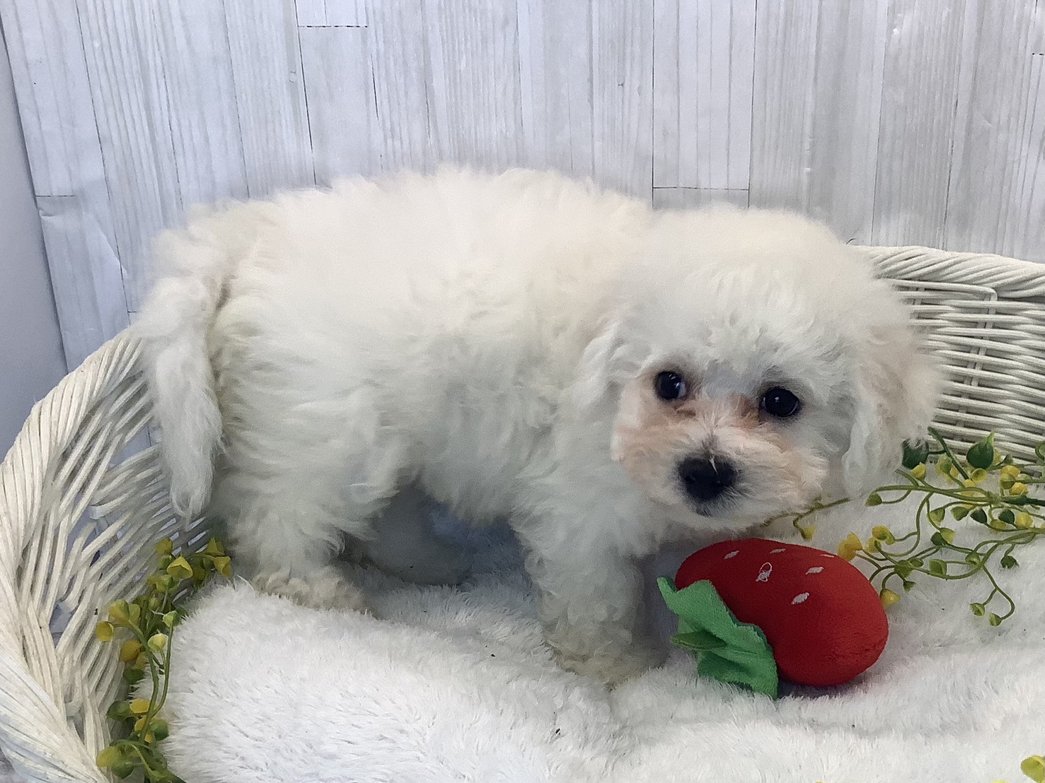 奈良県のビションフリーゼ (マルエスペット ヒルステップ生駒店/2025年12月18日生まれ/女の子/ホワイト)の子犬の2枚目の画像