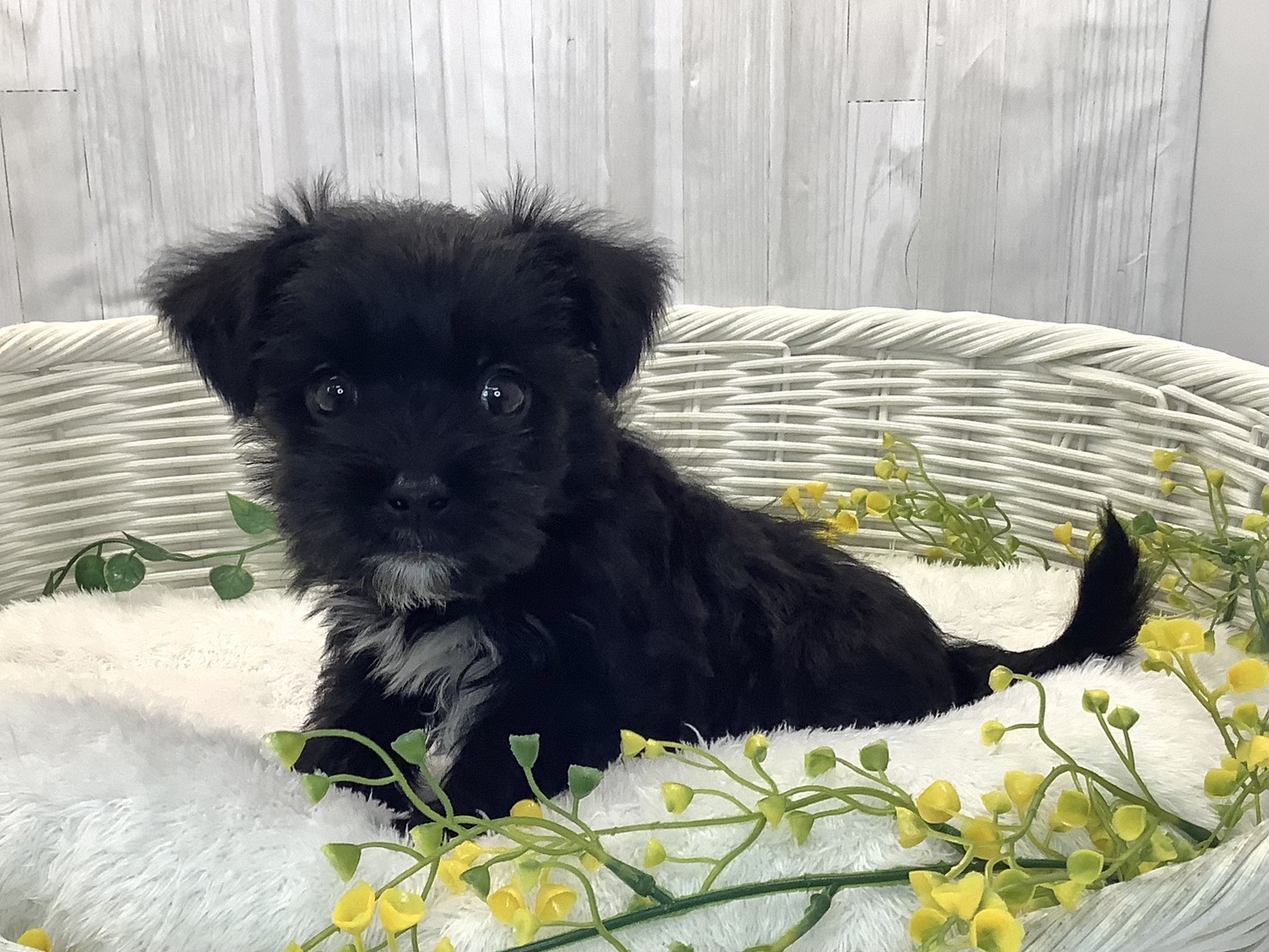 神奈川県のマルキー/マルヨーキー(マルチーズ×ヨークシャーテリア) (マルエスペット湯河原店/2025年12月27日生まれ/男の子/ブラックホワイト)の子犬の2枚目の画像
