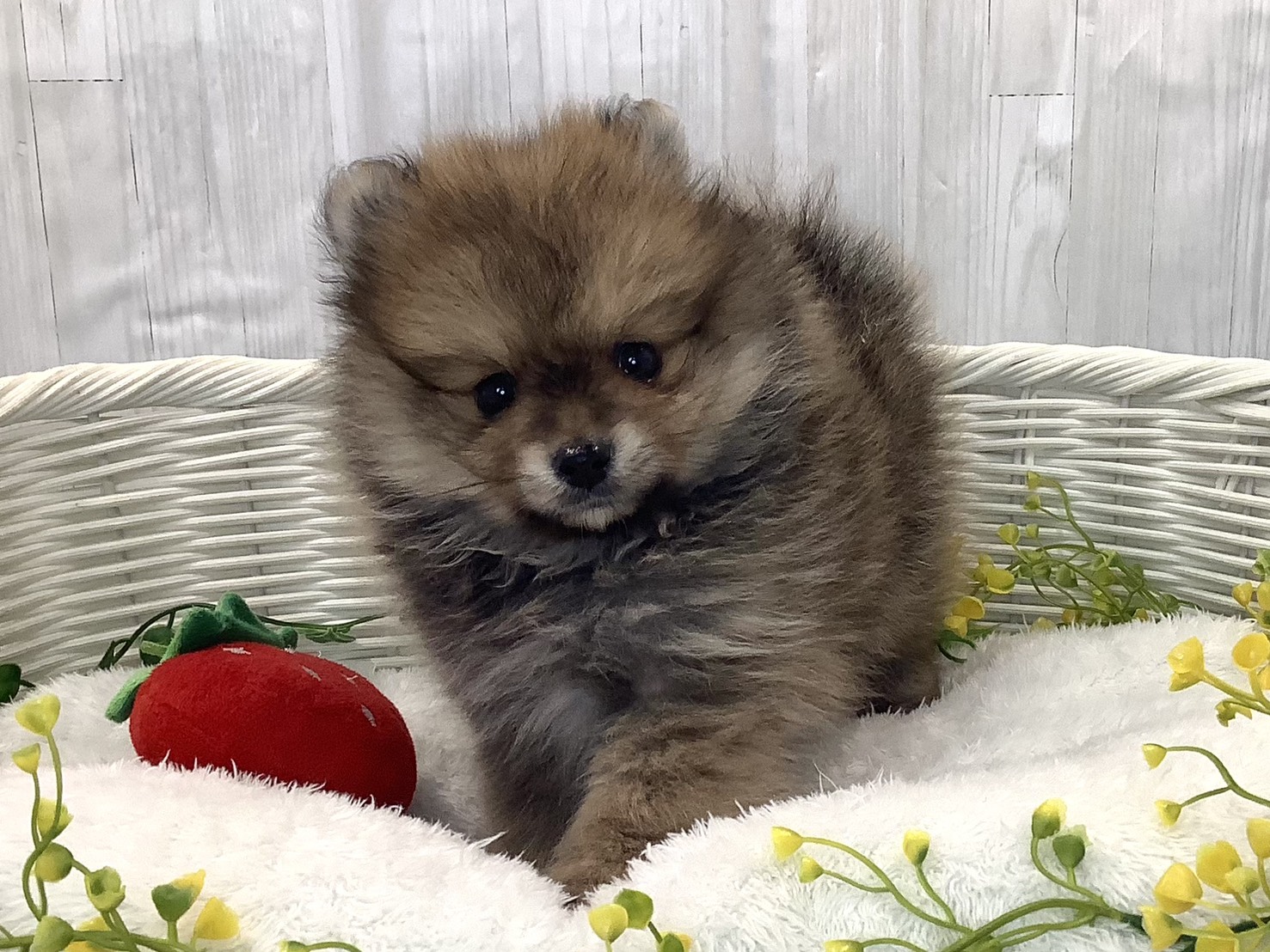 静岡県のポメラニアン (マルエスペット富士見台店/2025年12月29日生まれ/男の子/オレンジ)の子犬の1枚目の画像