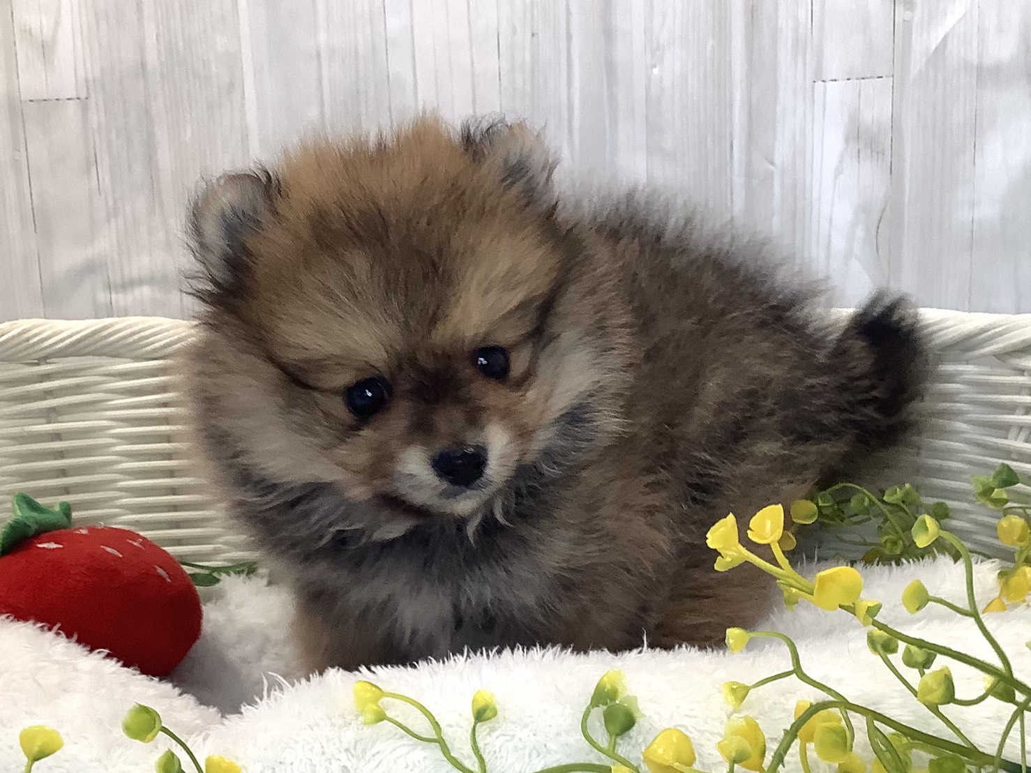 静岡県のポメラニアン (マルエスペット富士見台店/2025年12月29日生まれ/男の子/オレンジ)の子犬の2枚目の画像