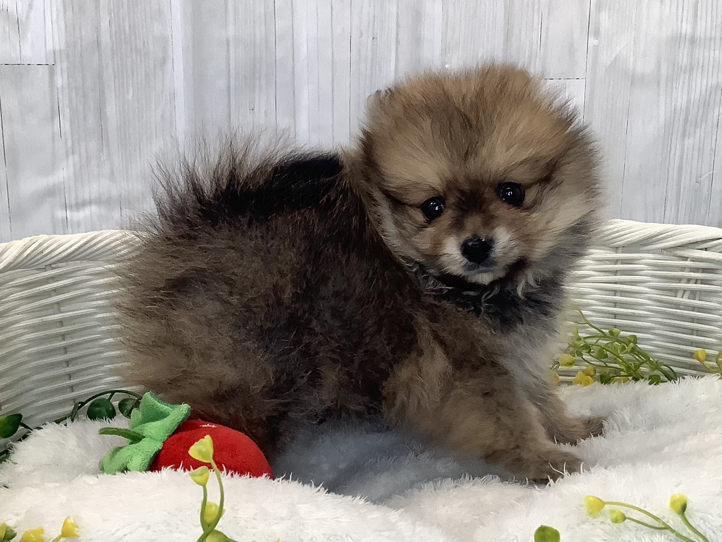 静岡県のポメラニアン (マルエスペット富士見台店/2025年12月29日生まれ/男の子/オレンジ)の子犬の3枚目の画像