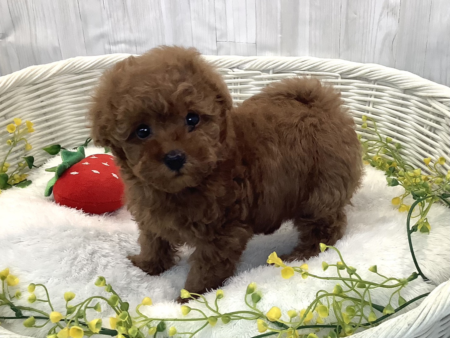 奈良県のトイプードル(トイ) (マルエスペット 奈良店/2025年12月28日生まれ/女の子/レッド)の子犬の2枚目の画像