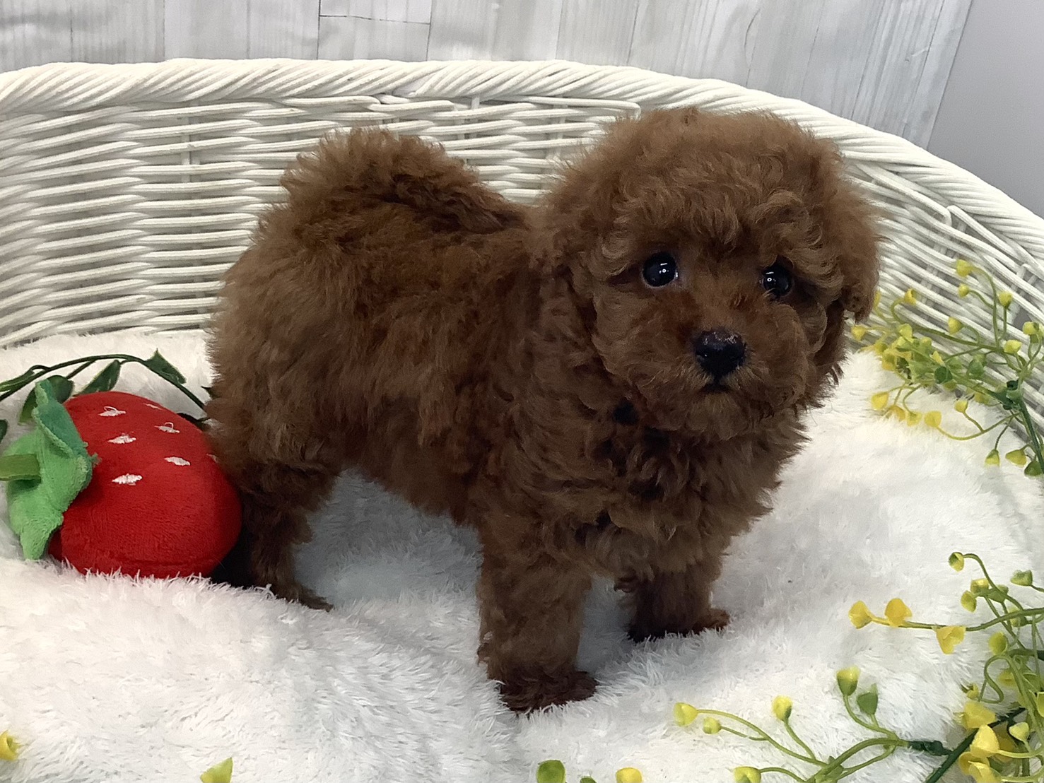 奈良県のトイプードル(トイ) (マルエスペット 奈良店/2025年12月28日生まれ/女の子/レッド)の子犬の3枚目の画像