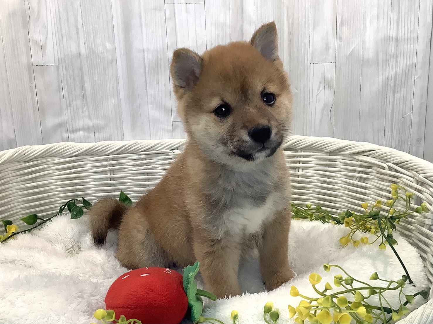奈良県の豆柴 (マルエスペット ヒルステップ生駒店/2025年12月27日生まれ/男の子/赤)の子犬の3枚目の画像