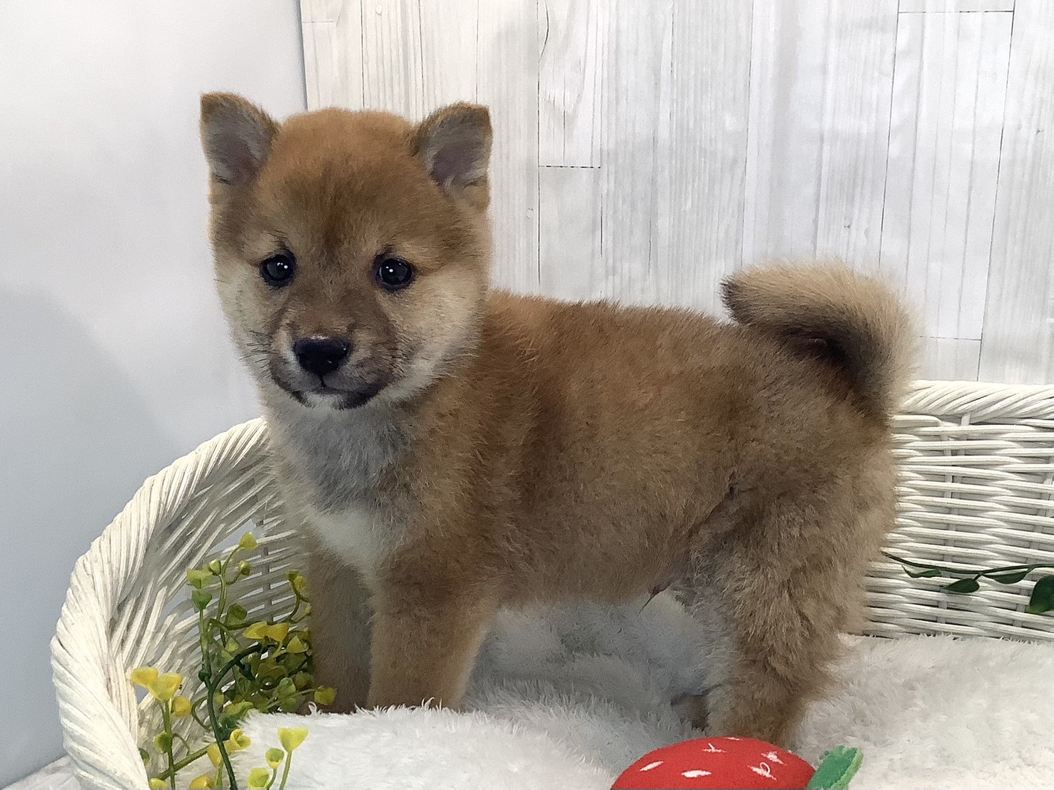奈良県の豆柴 (マルエスペット ヒルステップ生駒店/2025年12月27日生まれ/男の子/赤)の子犬の2枚目の画像