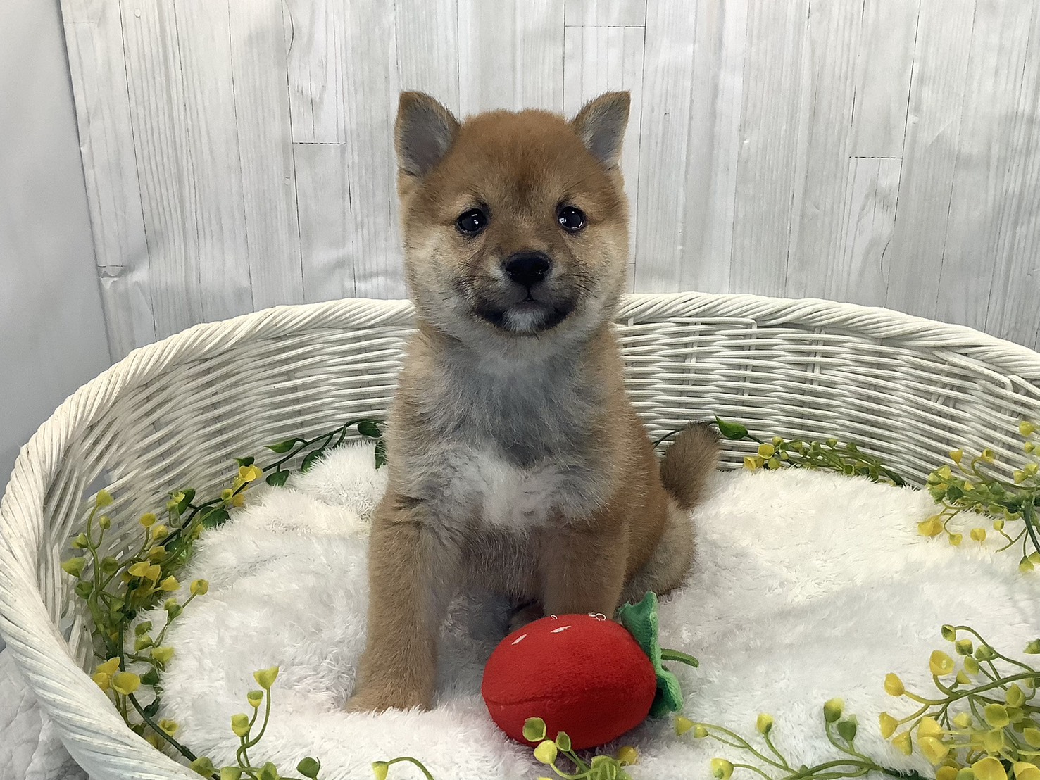 奈良県の豆柴 (マルエスペット ヒルステップ生駒店/2025年12月27日生まれ/男の子/赤)の子犬の1枚目の画像
