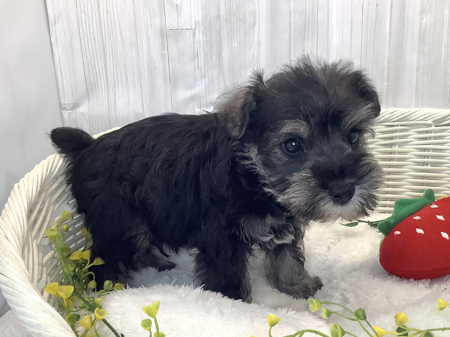 奈良県のミニチュアシュナウザー (マルエスペット いかるが店/2025年12月29日生まれ/男の子/ソルトペッパー)の子犬の3枚目の画像