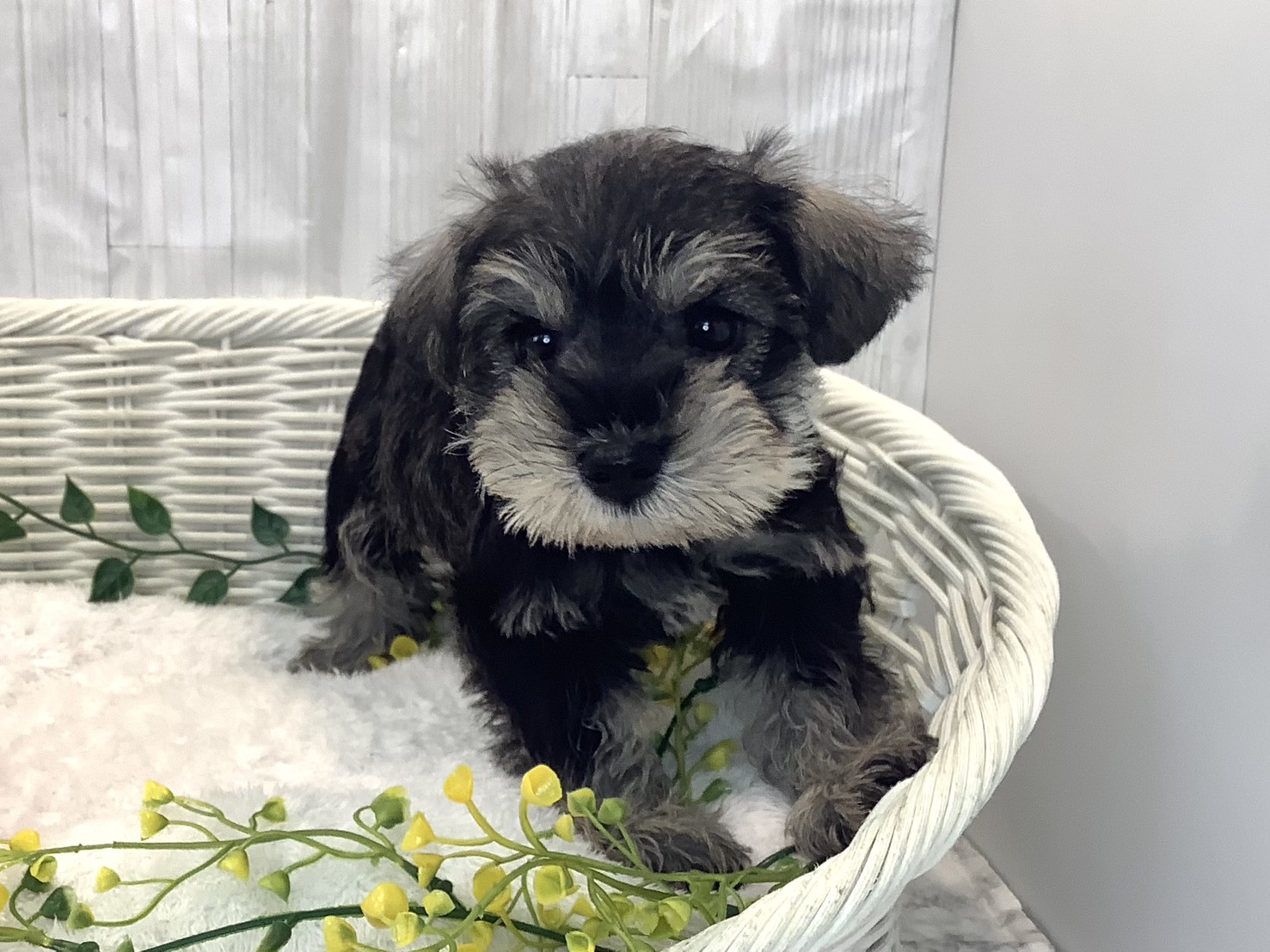 静岡県のミニチュアシュナウザー (マルエスペット清水駒越店/2025年12月29日生まれ/女の子/ソルトペッパー)の子犬の1枚目の画像