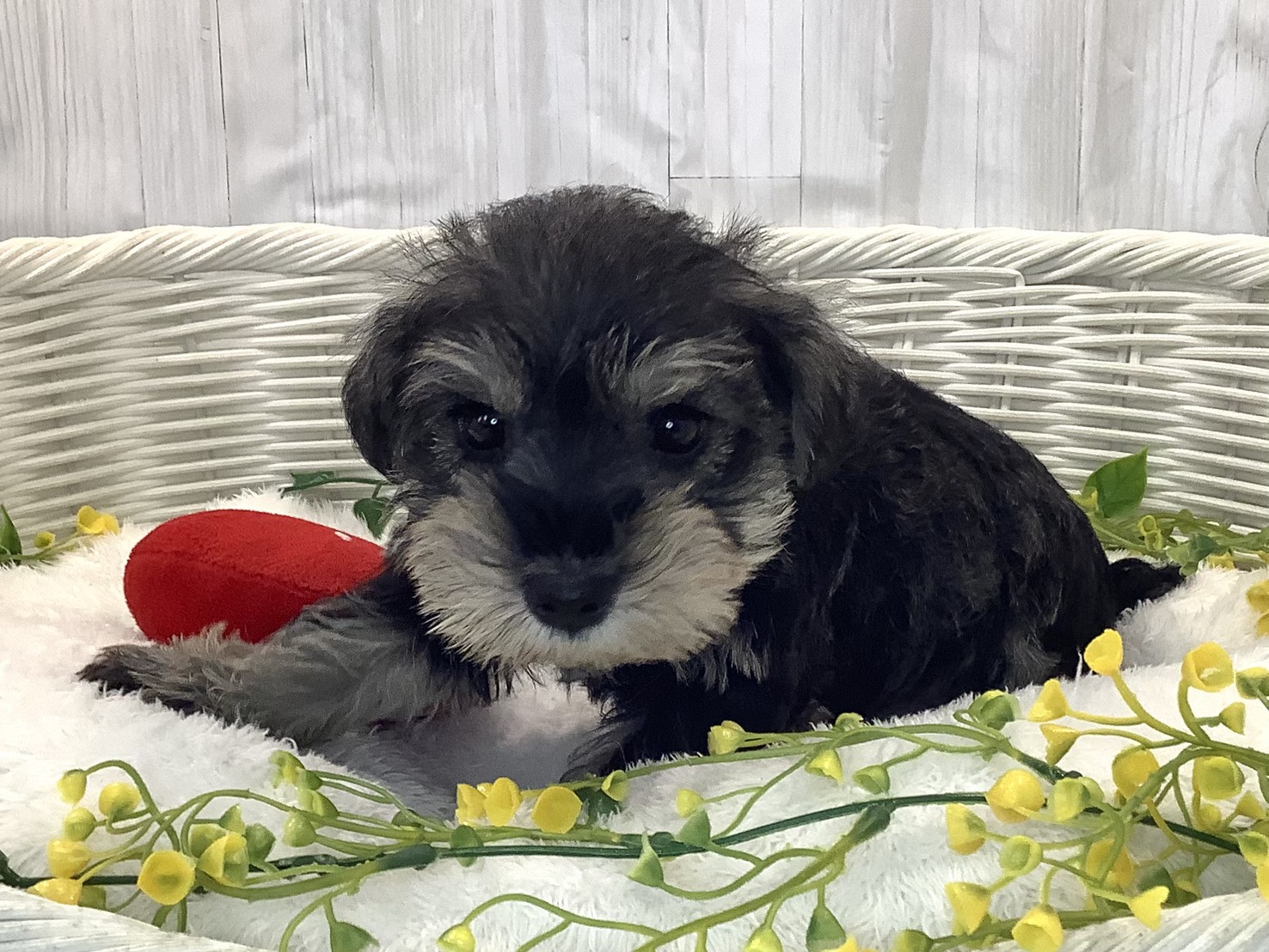 静岡県のミニチュアシュナウザー (マルエスペット清水駒越店/2025年12月29日生まれ/女の子/ソルトペッパー)の子犬の2枚目の画像