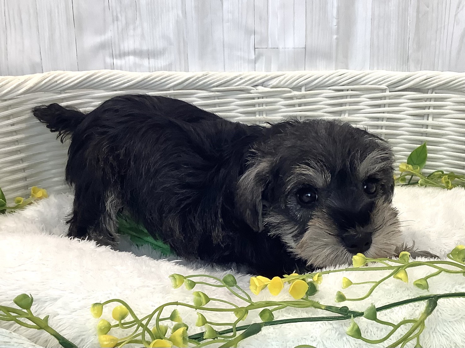 静岡県のミニチュアシュナウザー (マルエスペット清水駒越店/2025年12月29日生まれ/女の子/ソルトペッパー)の子犬の3枚目の画像