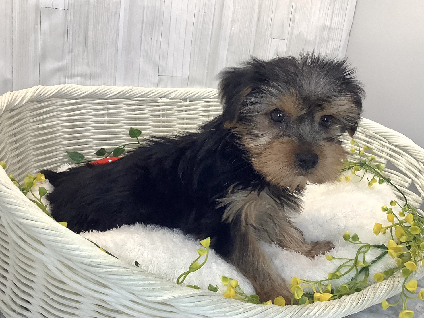 千葉県のヨークシャーテリア (マルエスペット千鳥町店/2025年12月26日生まれ/女の子/スチールブルータン)の子犬の3枚目の画像