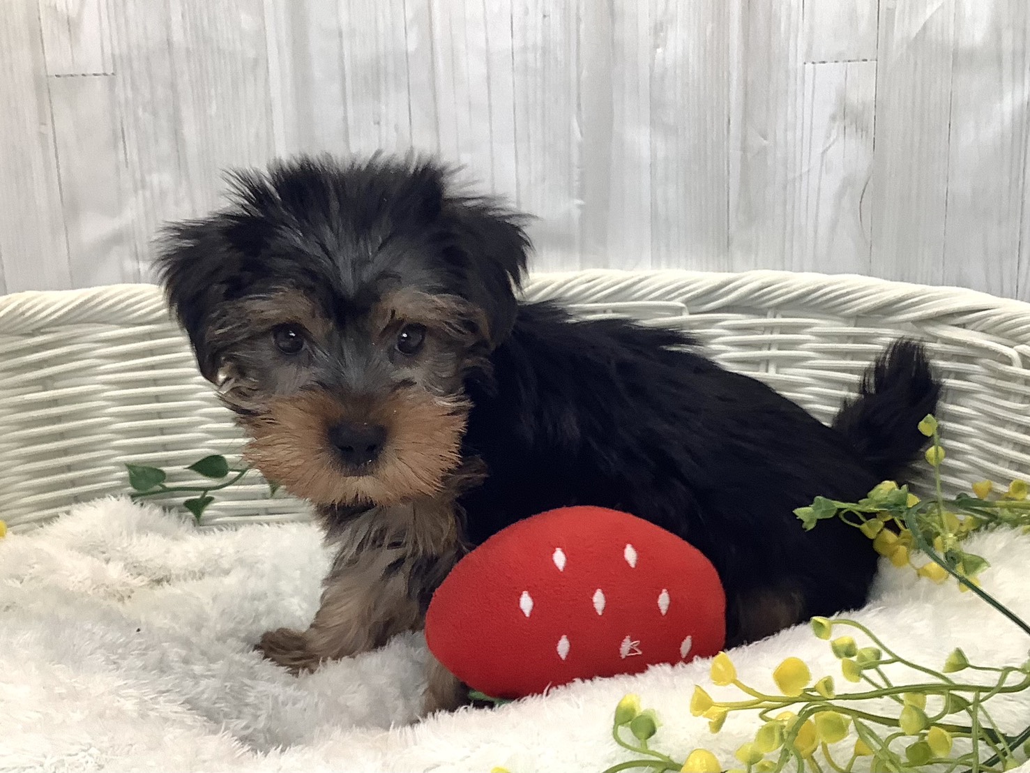 奈良県のヨークシャーテリア (マルエスペット いかるが店/2025年12月26日生まれ/男の子/スチールブルータン)の子犬の2枚目の画像