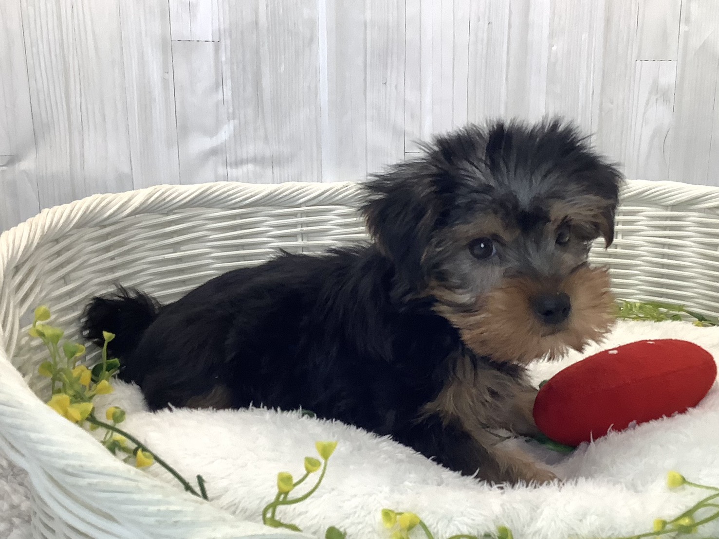 奈良県のヨークシャーテリア (マルエスペット いかるが店/2025年12月26日生まれ/男の子/スチールブルータン)の子犬の3枚目の画像