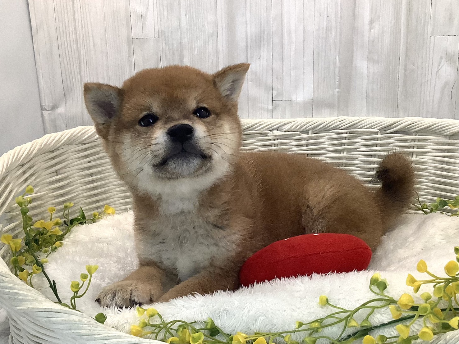 愛知県の柴犬(標準サイズ) (ペッツワン岡崎美合店/2025年12月22日生まれ/男の子/赤)の子犬の2枚目の画像