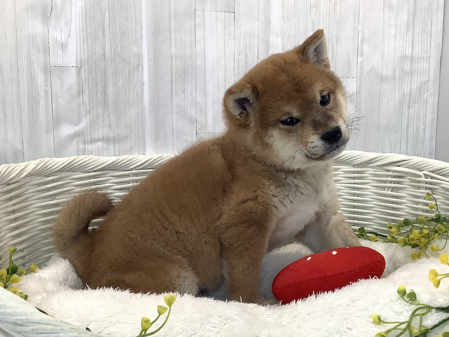 愛知県の柴犬(標準サイズ) (ペッツワン岡崎美合店/2025年12月22日生まれ/男の子/赤)の子犬の1枚目の画像
