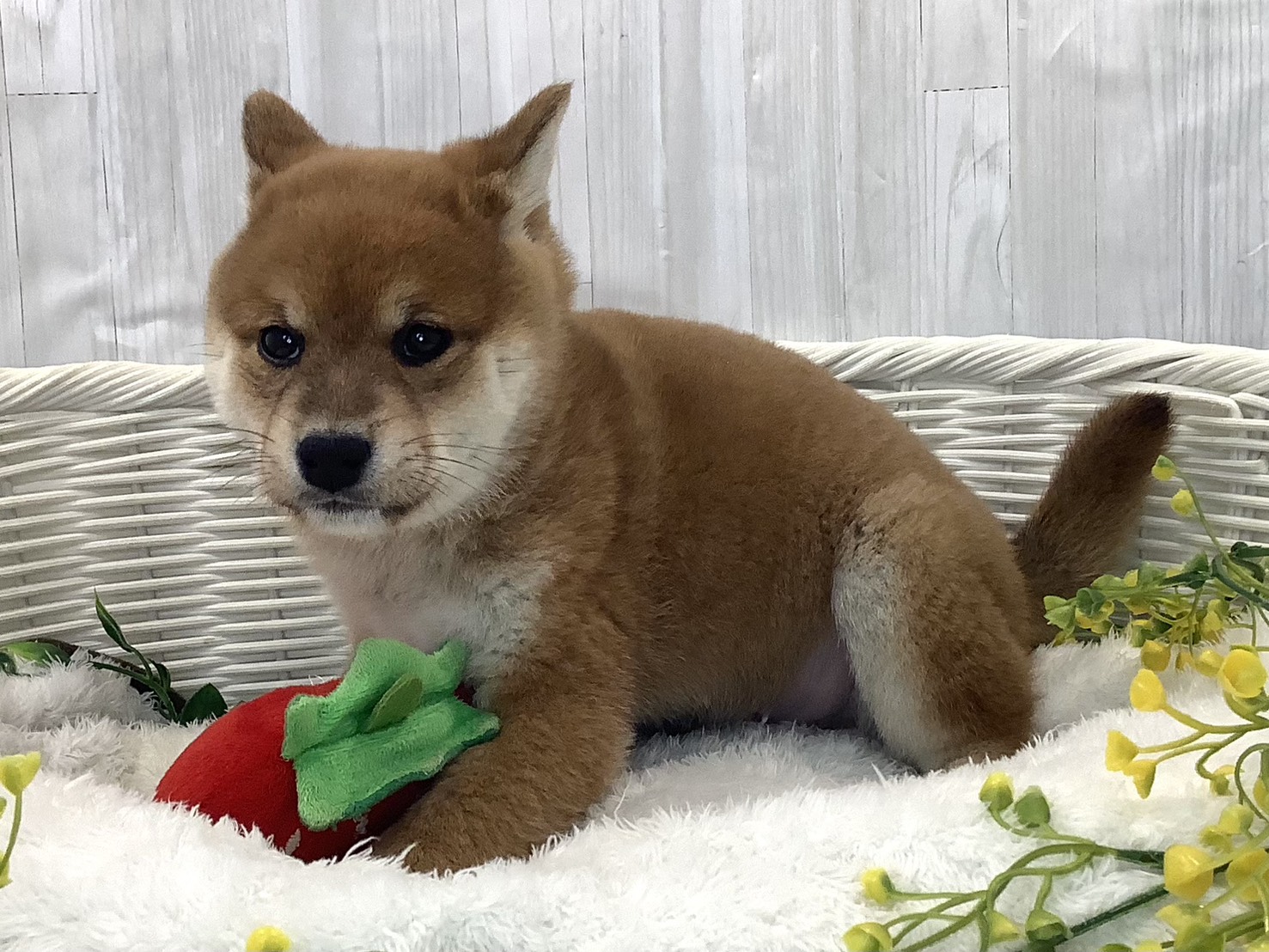 奈良県の柴犬(標準サイズ) (ペットアミ生駒店/2025年12月22日生まれ/男の子/赤)の子犬の2枚目の画像