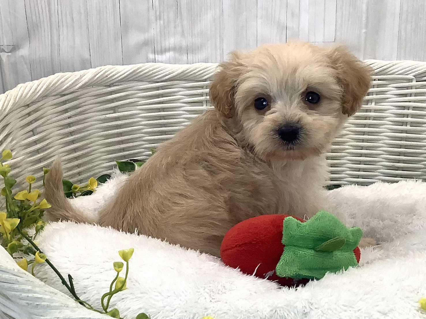 愛知県のポメプー(ポメラニアン×プードル) (ペッツワン岡崎美合店/2025年12月26日生まれ/男の子/クリーム)の子犬の3枚目の画像