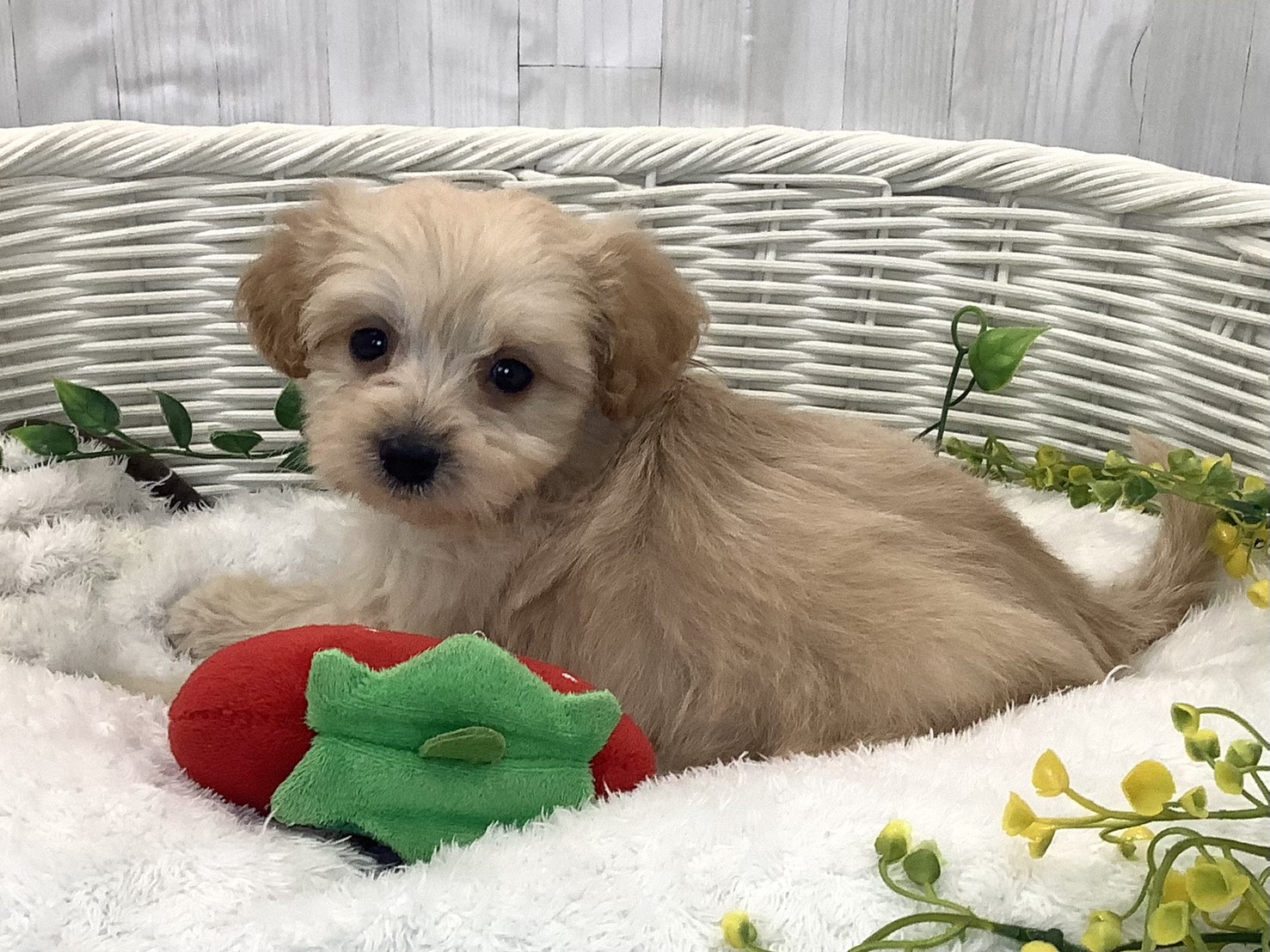 愛知県のポメプー(ポメラニアン×プードル) (ペッツワン岡崎美合店/2025年12月26日生まれ/男の子/クリーム)の子犬の2枚目の画像