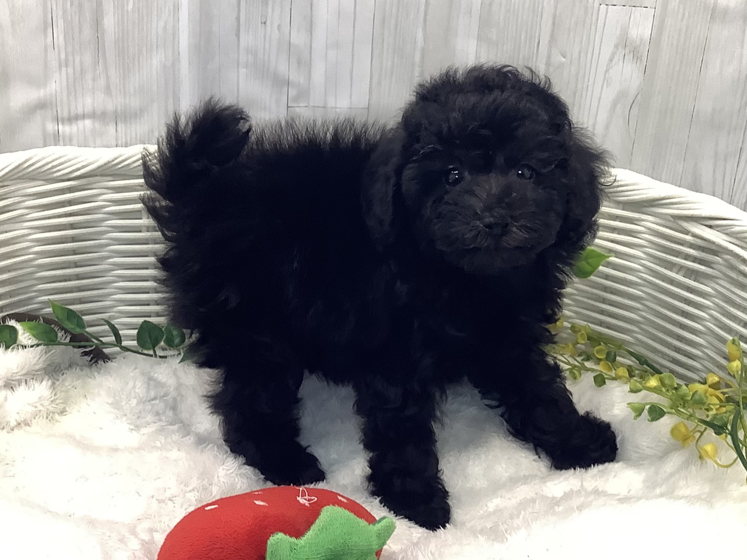 静岡県のトイプードル(トイ) (マルエスペットホームアシスト店/2025年12月29日生まれ/女の子/ブラック)の子犬の2枚目の画像