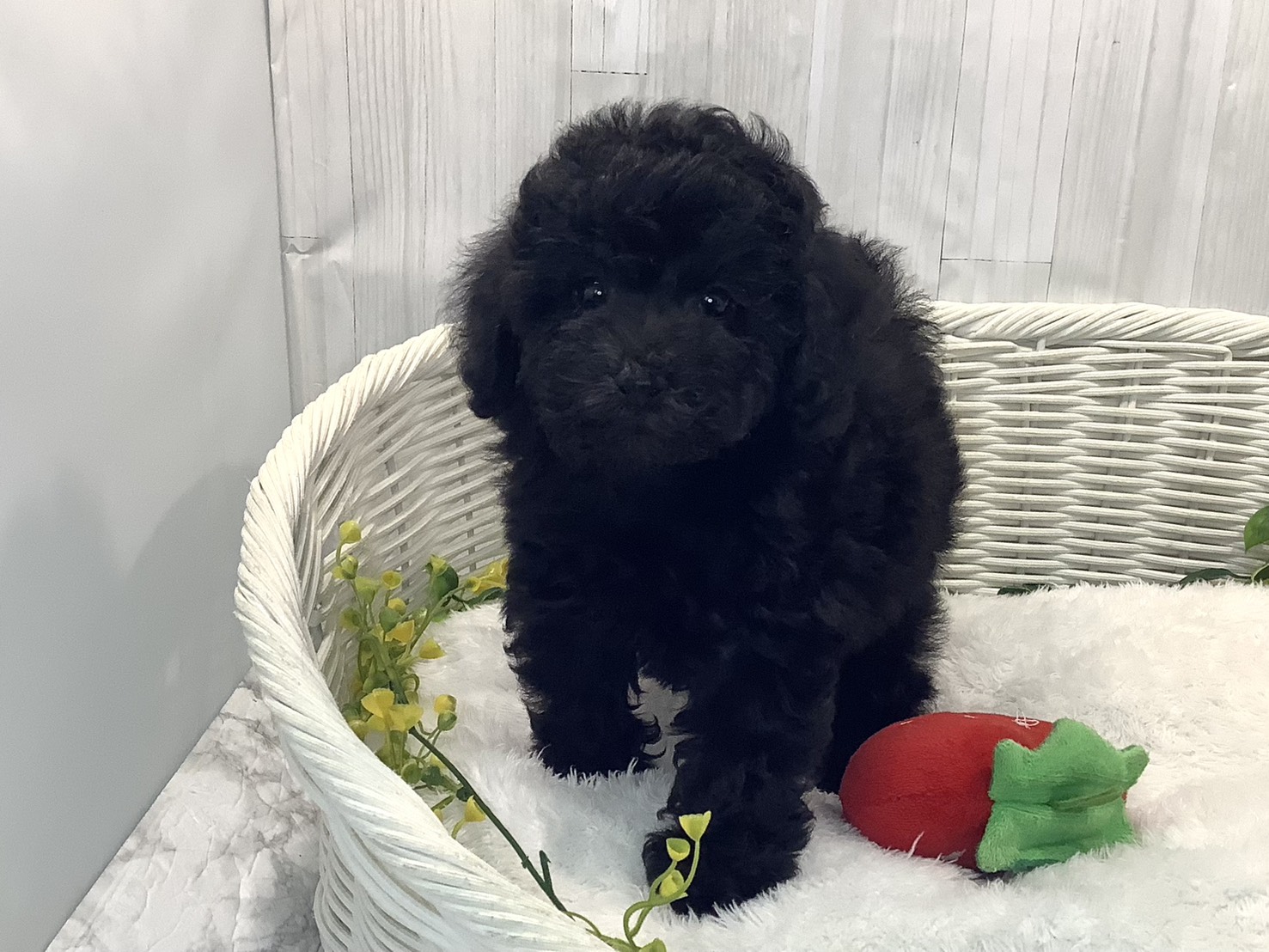 静岡県のトイプードル(トイ) (マルエスペットホームアシスト店/2025年12月29日生まれ/女の子/ブラック)の子犬の1枚目の画像