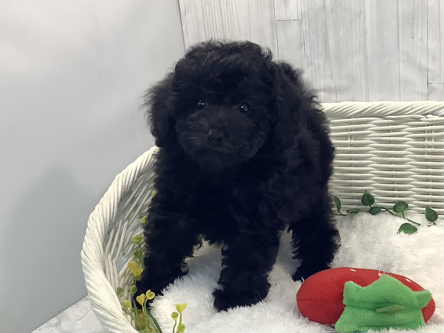 静岡県のトイプードル(トイ) (マルエスペットホームアシスト店/2025年12月29日生まれ/女の子/ブラック)の子犬の3枚目の画像