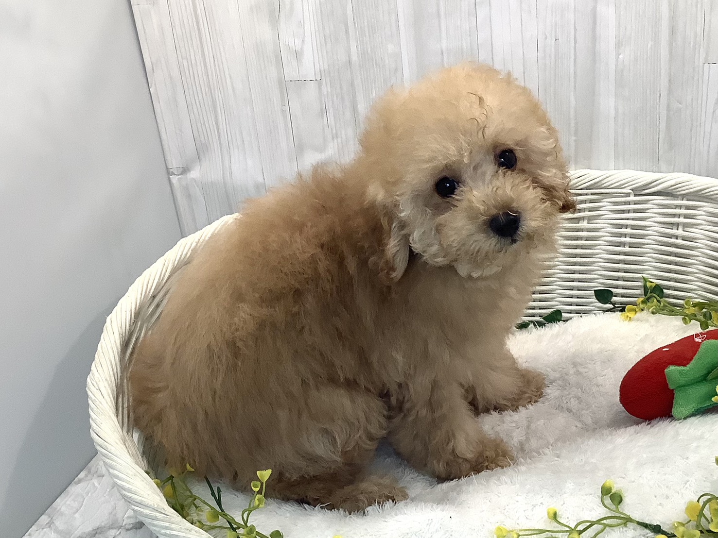 奈良県のトイプードル(トイ) (マルエスペット いかるが店/2025年12月1日生まれ/男の子/ペールフォーン)の子犬の3枚目の画像