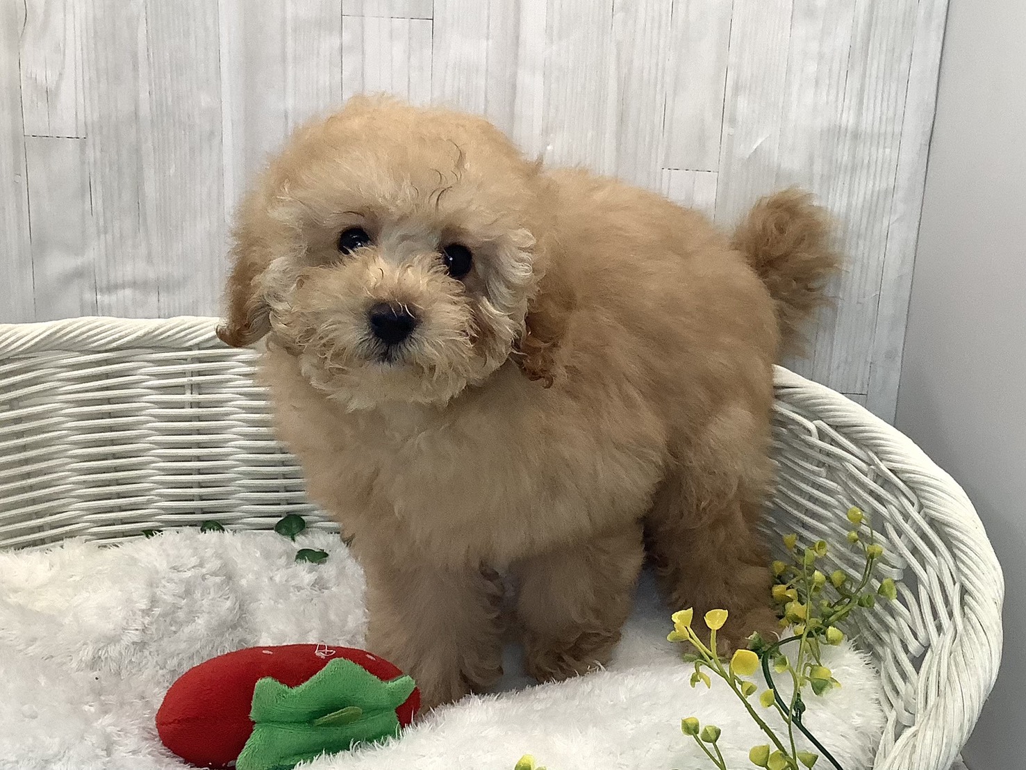 奈良県のトイプードル(トイ) (マルエスペット いかるが店/2025年12月1日生まれ/男の子/ペールフォーン)の子犬の2枚目の画像