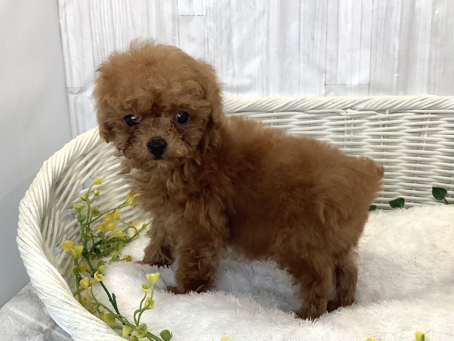 静岡県のトイプードル(トイ) (マルエスペットホームアシスト店/2025年12月27日生まれ/男の子/レッド)の子犬の2枚目の画像