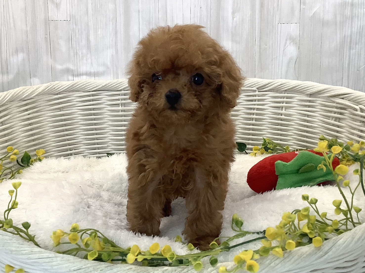 静岡県のトイプードル(トイ) (マルエスペットホームアシスト店/2025年12月27日生まれ/男の子/レッド)の子犬の1枚目の画像