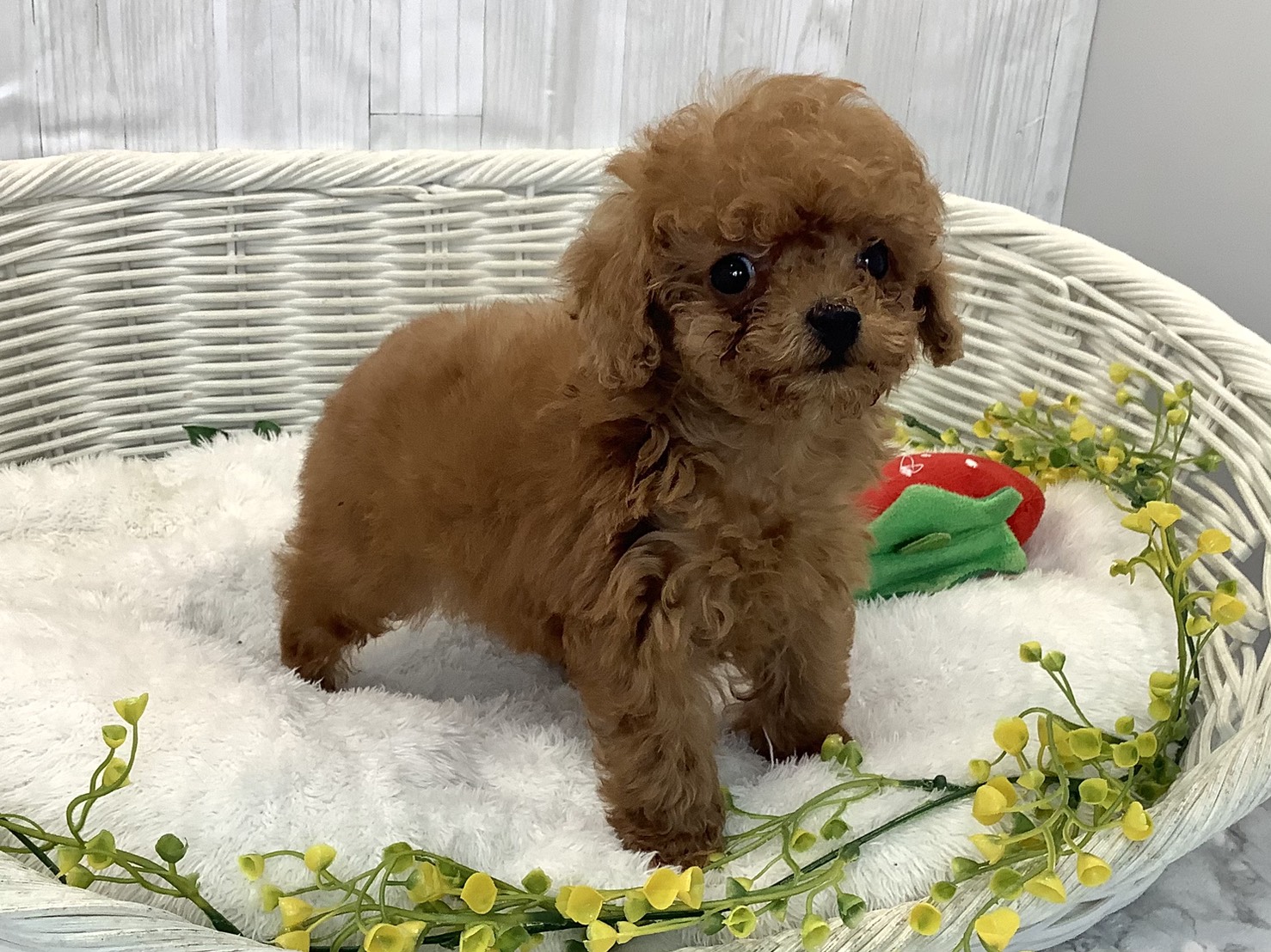 静岡県のトイプードル(トイ) (マルエスペットホームアシスト店/2025年12月27日生まれ/男の子/レッド)の子犬の3枚目の画像