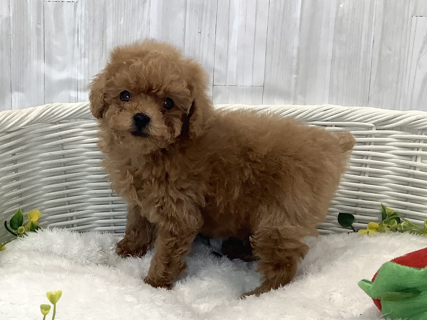 千葉県のトイプードル(トイ) (マルエスペット千鳥町店/2025年12月27日生まれ/男の子/レッド)の子犬の2枚目の画像