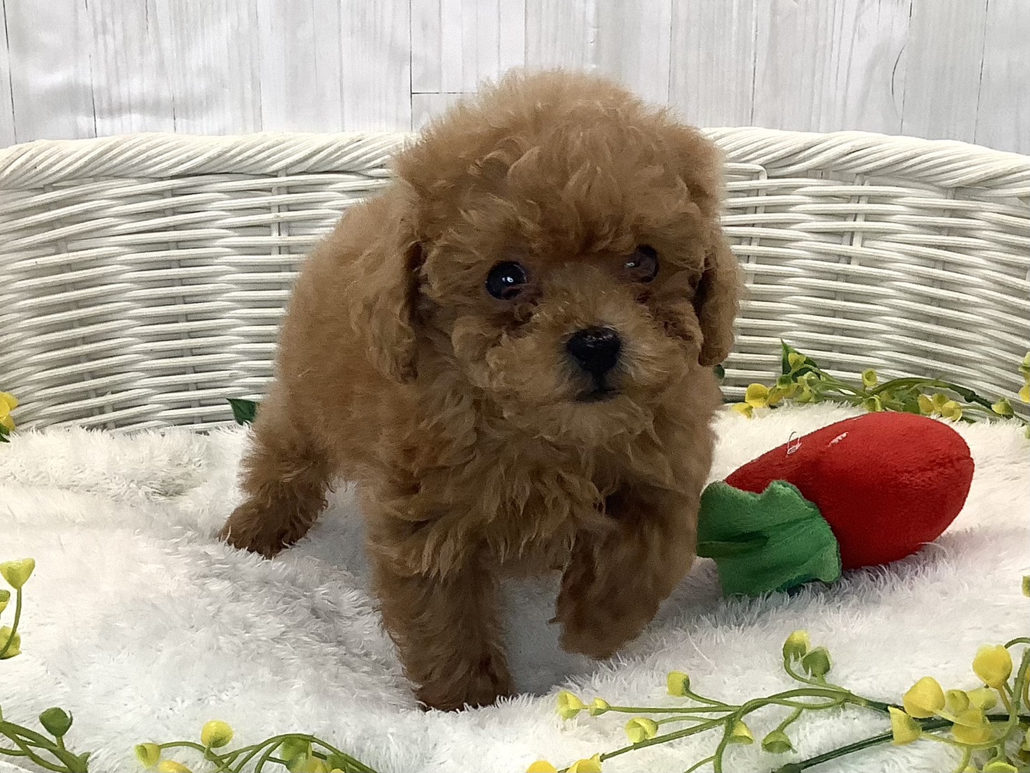 千葉県のトイプードル(トイ) (マルエスペット千鳥町店/2025年12月27日生まれ/男の子/レッド)の子犬の1枚目の画像
