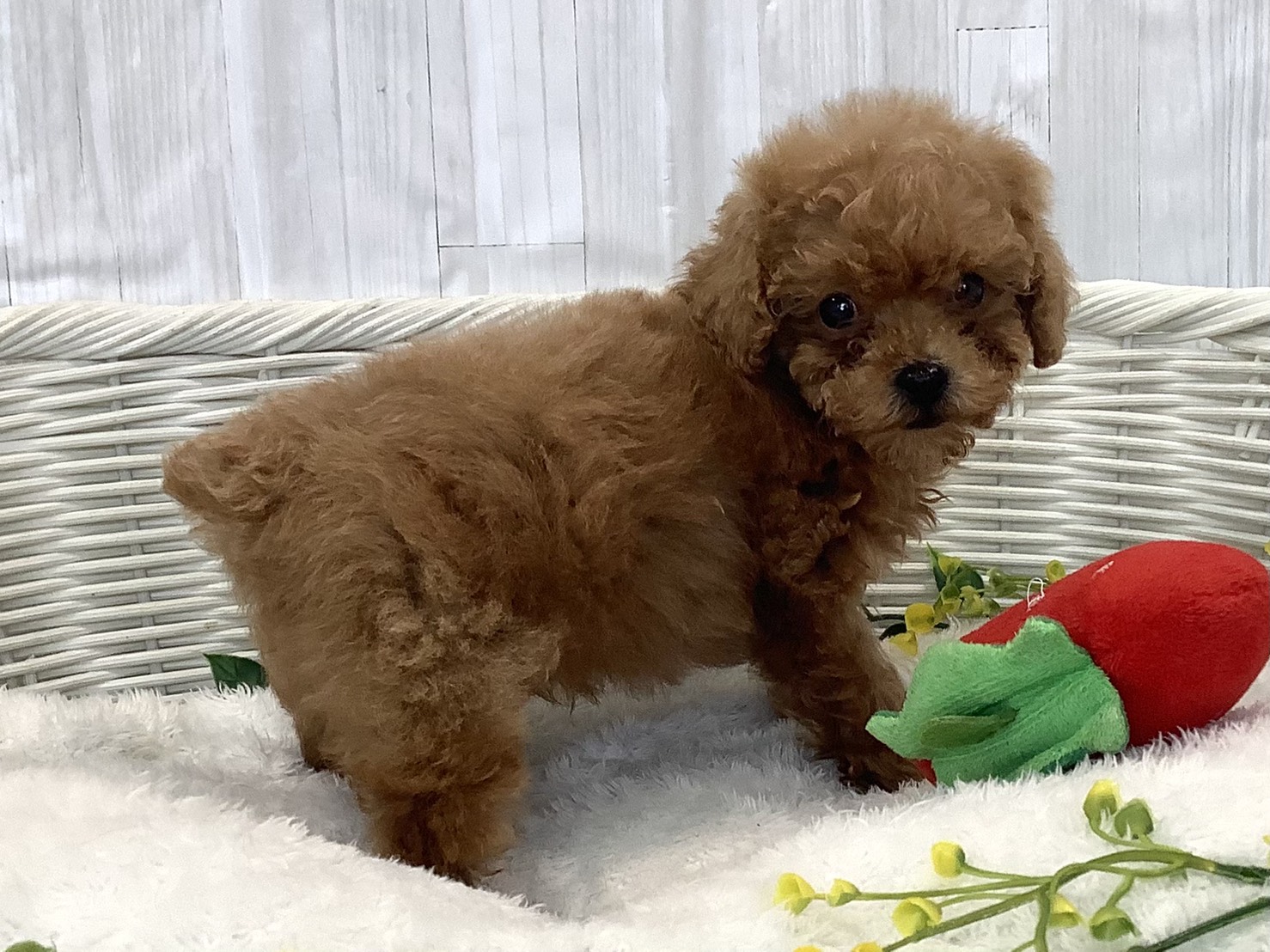 千葉県のトイプードル(トイ) (マルエスペット千鳥町店/2025年12月27日生まれ/男の子/レッド)の子犬の3枚目の画像