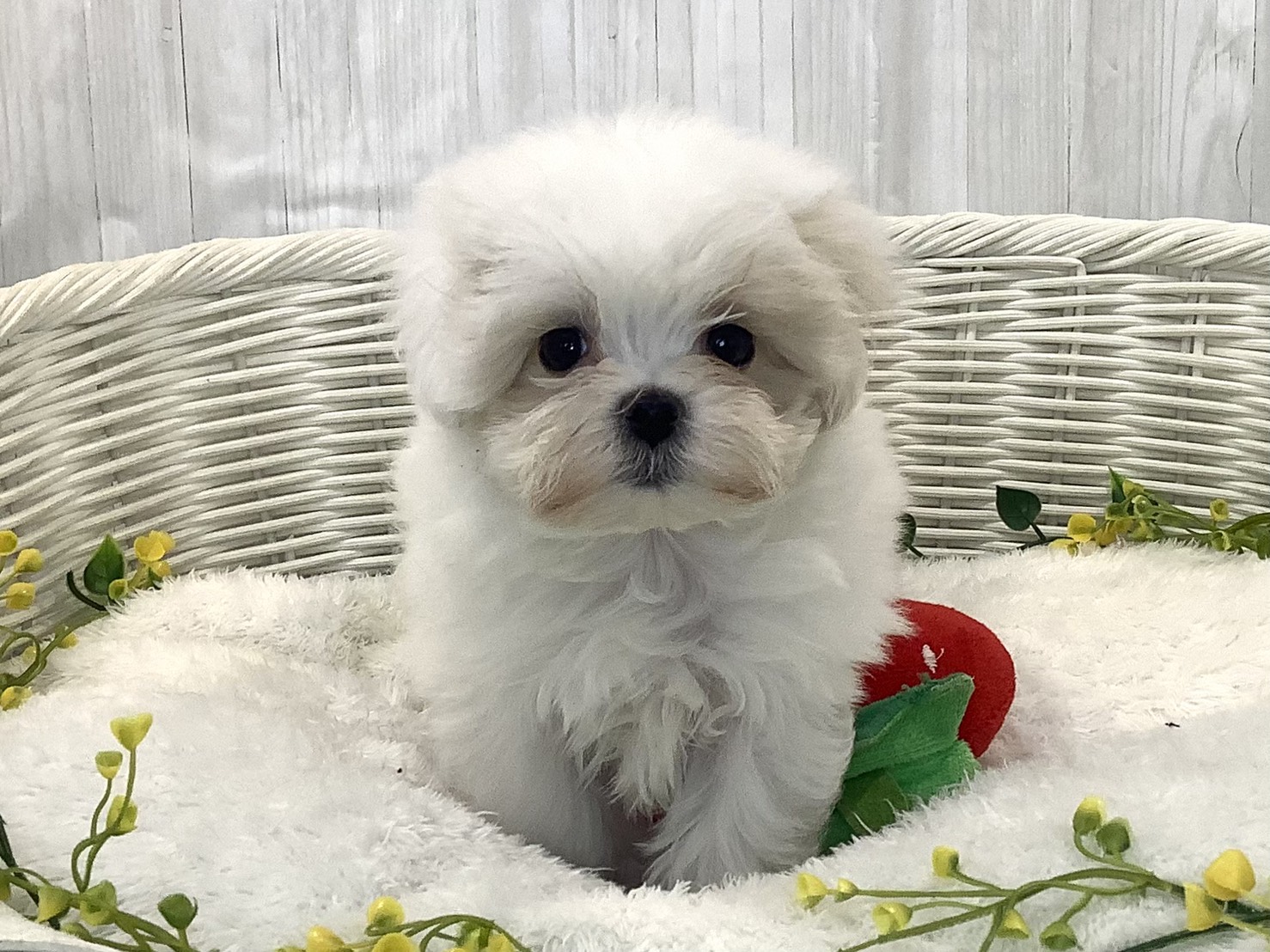 愛知県のマルチーズ (ペッツワン岡崎美合店/2025年12月25日生まれ/男の子/ホワイト)の子犬の1枚目の画像