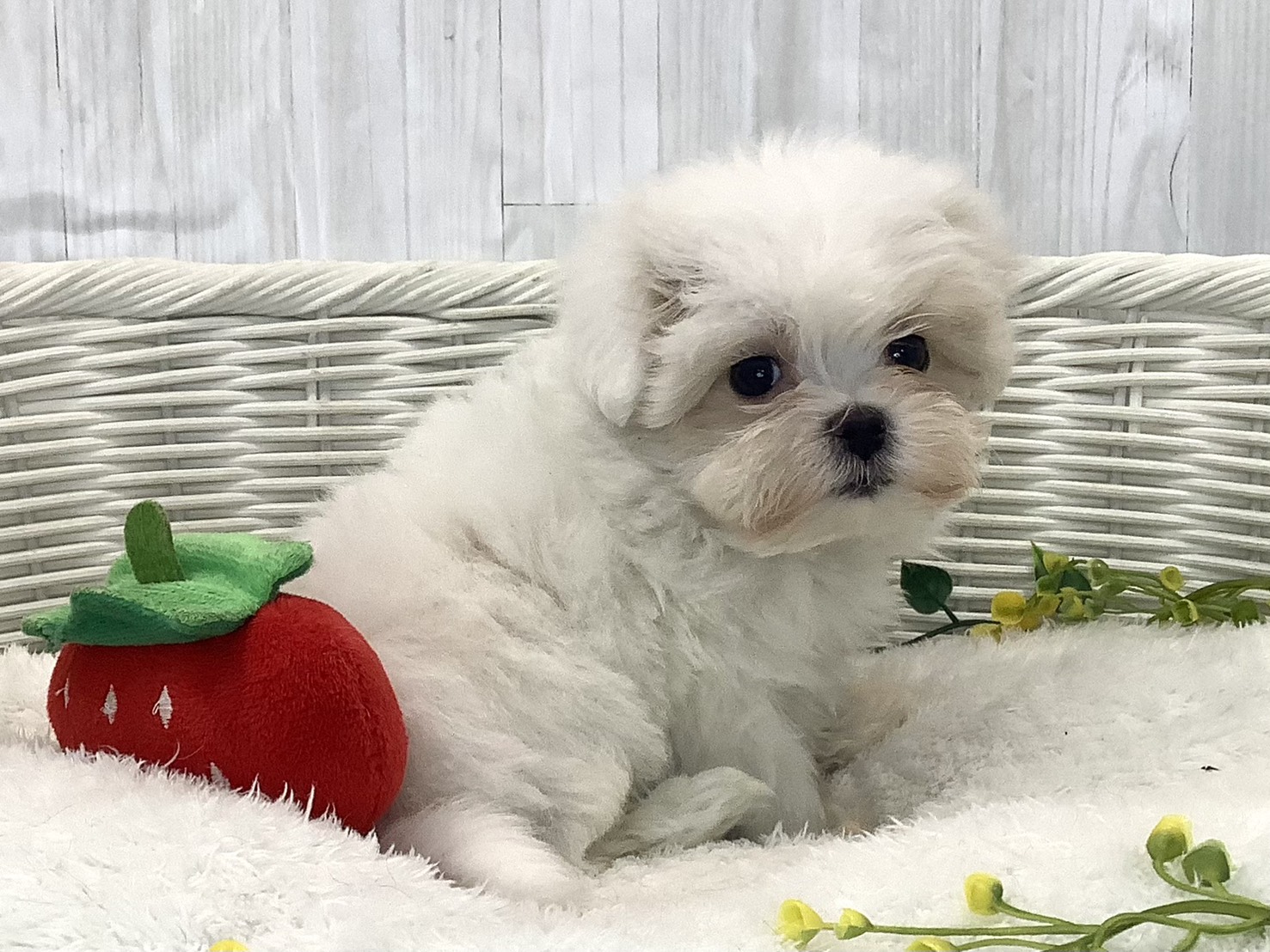 愛知県のマルチーズ (ペッツワン岡崎美合店/2025年12月25日生まれ/男の子/ホワイト)の子犬の3枚目の画像