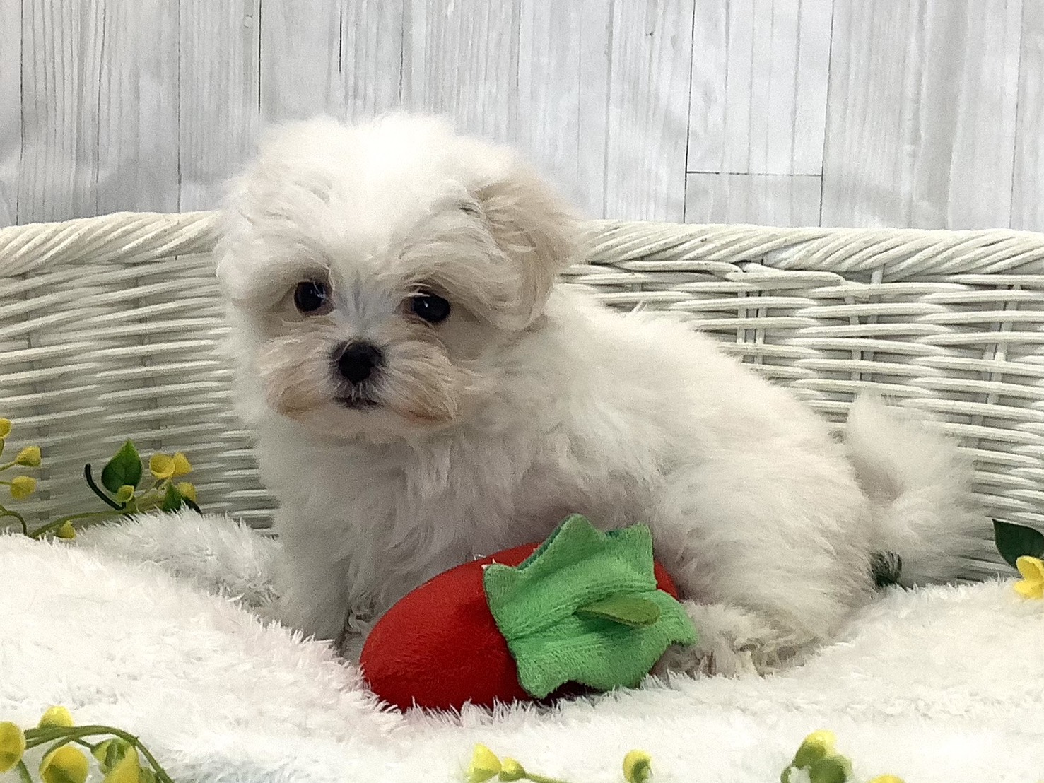 愛知県のマルチーズ (ペッツワン岡崎美合店/2025年12月25日生まれ/男の子/ホワイト)の子犬の2枚目の画像