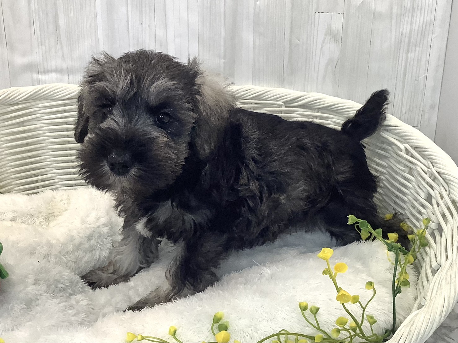 愛知県のミニチュアシュナウザー (ペッツワン稲沢ハーモニーランド店/2025年12月29日生まれ/男の子/ソルトペッパー)の子犬の2枚目の画像