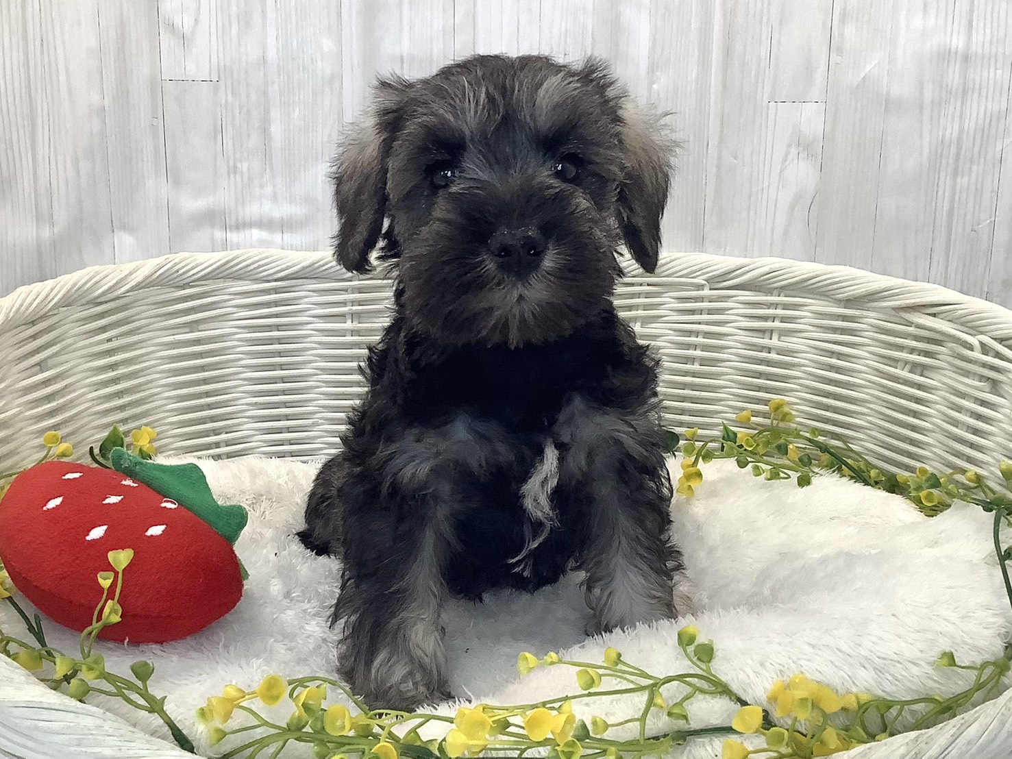 愛知県のミニチュアシュナウザー (ペッツワン稲沢ハーモニーランド店/2025年12月29日生まれ/男の子/ソルトペッパー)の子犬の1枚目の画像