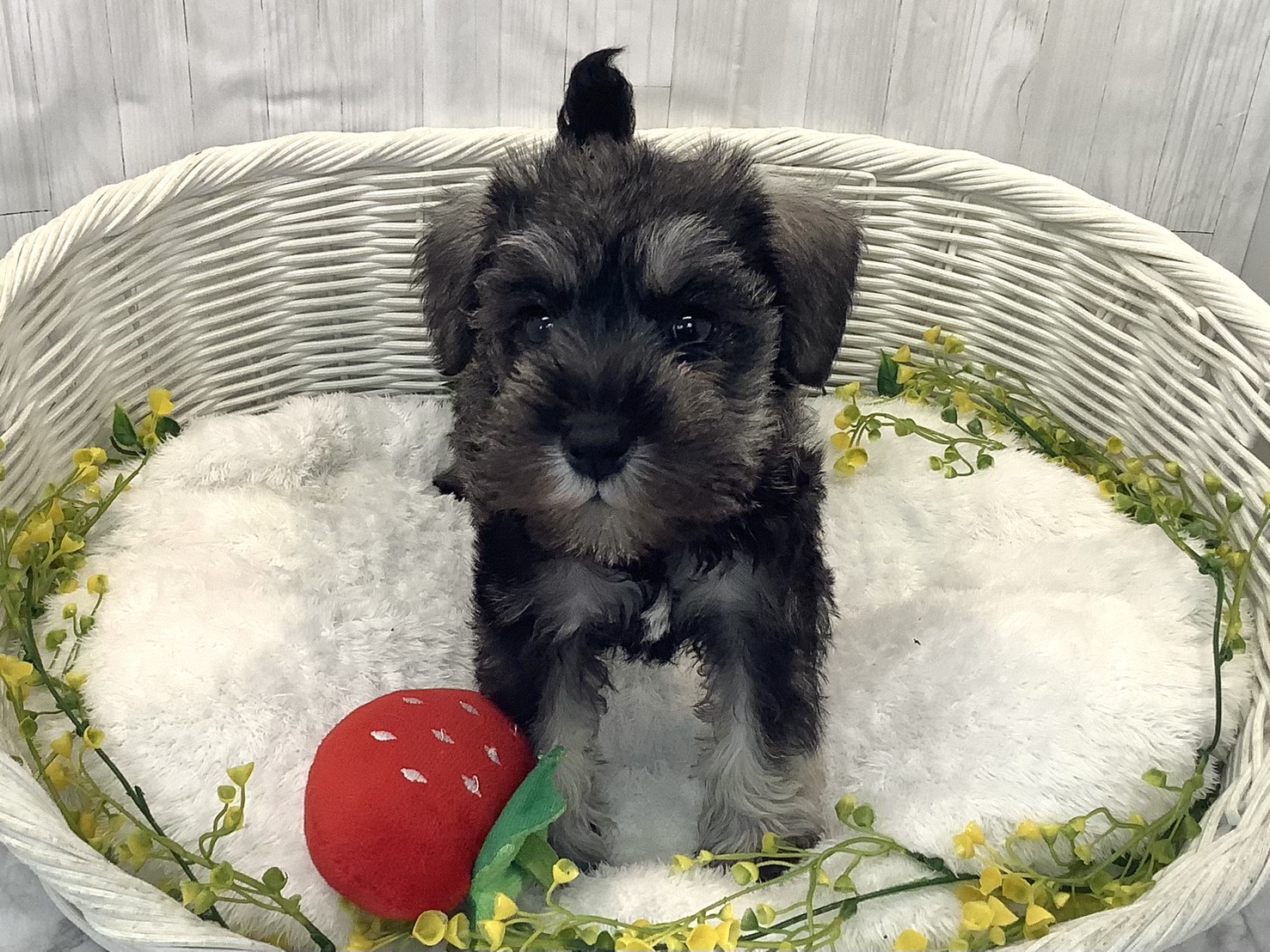 静岡県のミニチュアシュナウザー (マルエスペット富士見台店/2025年12月29日生まれ/女の子/ソルトペッパー)の子犬の1枚目の画像