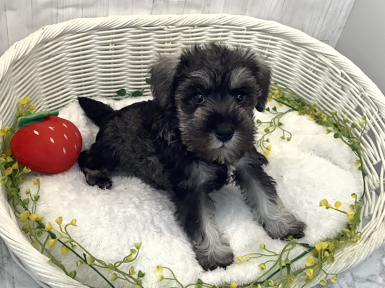 静岡県のミニチュアシュナウザー (マルエスペット富士見台店/2025年12月29日生まれ/女の子/ソルトペッパー)の子犬の3枚目の画像