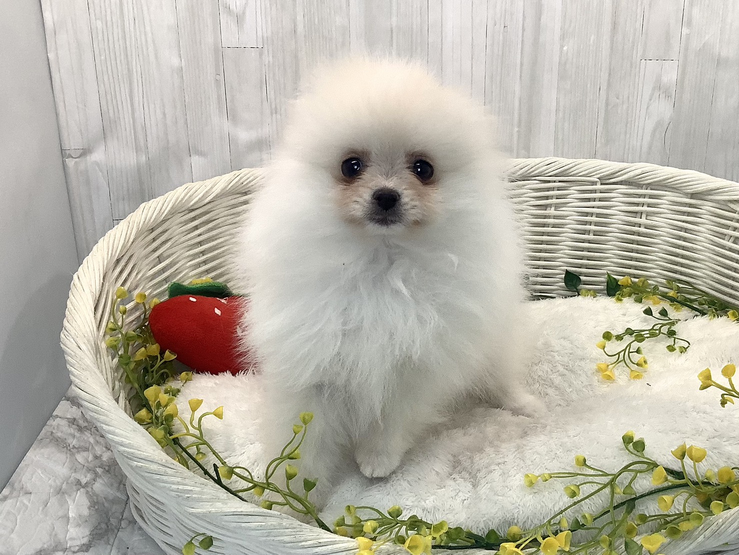 神奈川県のポメラニアン (マルエスペット湯河原店/2025年12月23日生まれ/女の子/クリーム)の子犬の1枚目の画像