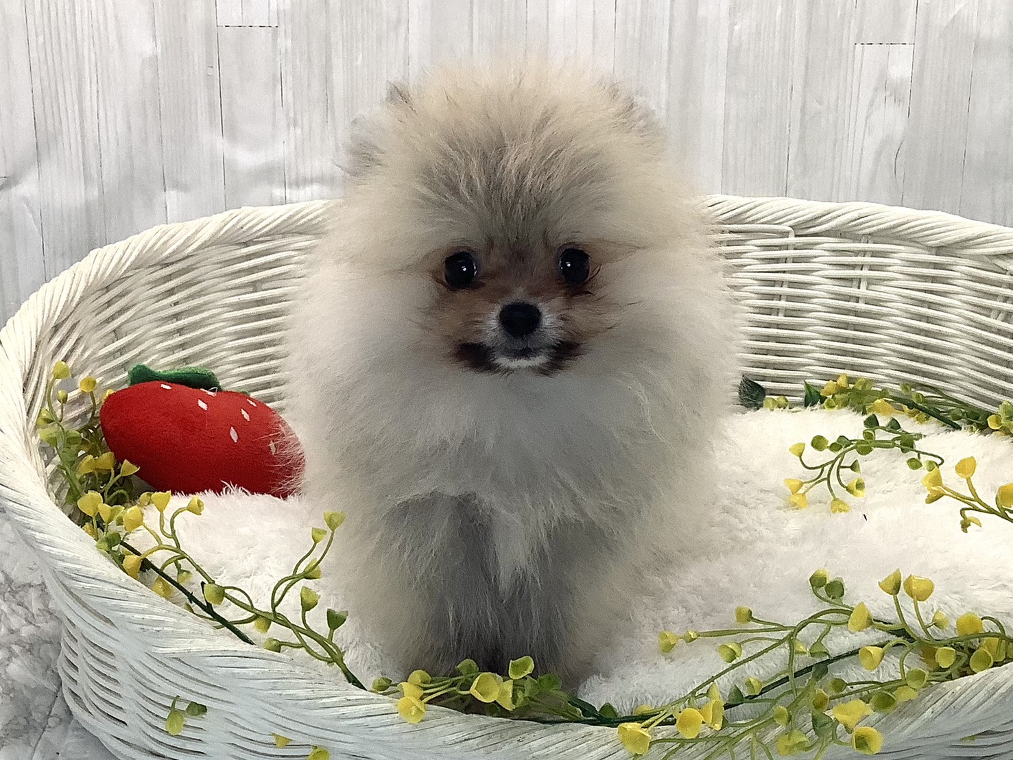 奈良県のポメラニアン (マルエスペット いかるが店/2025年12月5日生まれ/男の子/クリームセーブル)の子犬の1枚目の画像