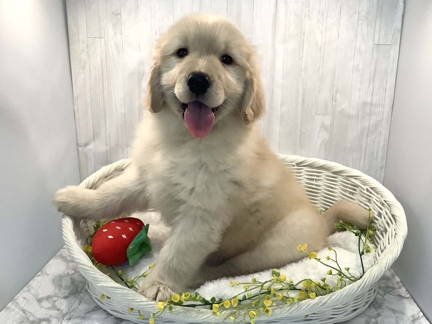 静岡県のゴールデンレトリバー (マルエスペット御殿場店/2025年12月27日生まれ/女の子/ゴールデン)の子犬の2枚目の画像