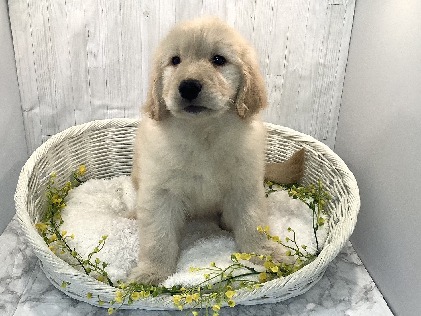 静岡県のゴールデンレトリバー (マルエスペット御殿場店/2025年12月27日生まれ/女の子/ゴールデン)の子犬の3枚目の画像