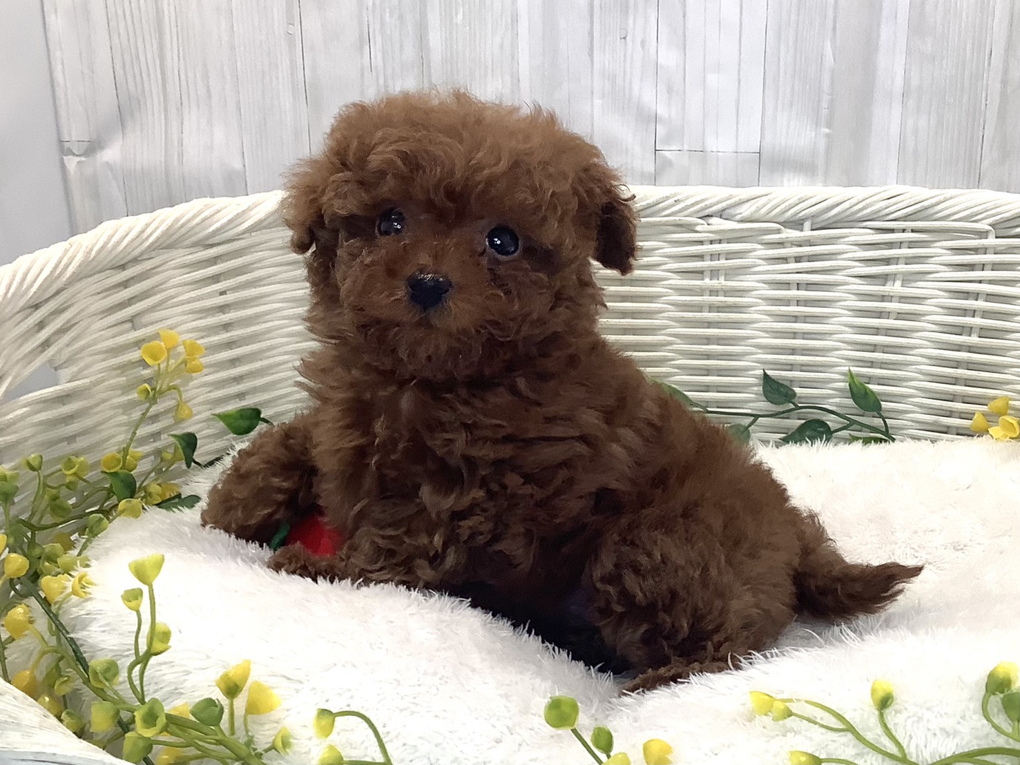 奈良県のトイプードル(トイ) (マルエスペット 押熊店/2025年12月28日生まれ/女の子/レッド)の子犬の2枚目の画像