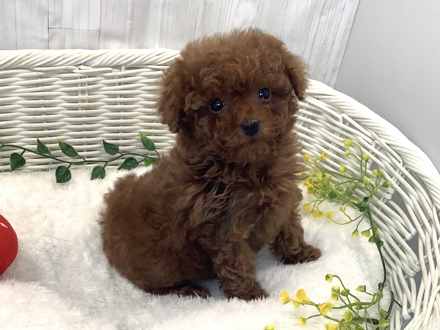 奈良県のトイプードル(トイ) (マルエスペット 押熊店/2025年12月28日生まれ/女の子/レッド)の子犬の3枚目の画像