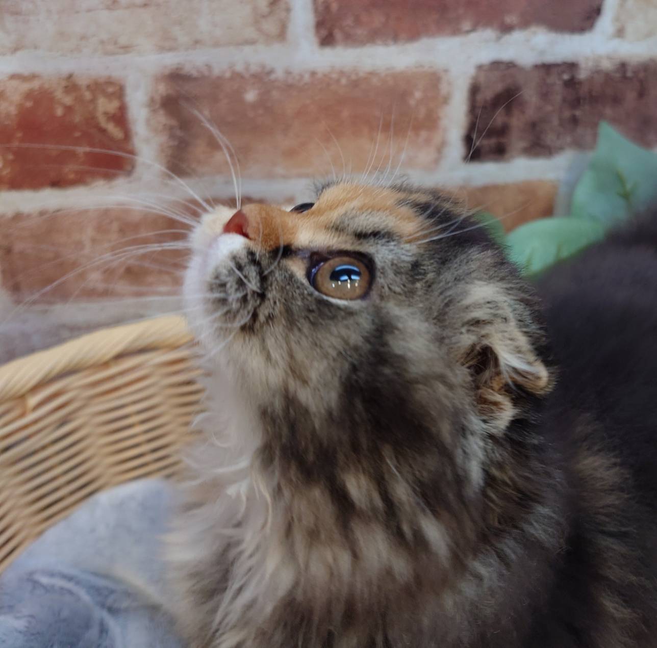 広島県のスコティッシュフォールド (マルエスペット広島段原ショッピングセンター店/2025年11月19日生まれ/女の子/ブラウンパッチドタビーホワイト)の子猫の4枚目の画像