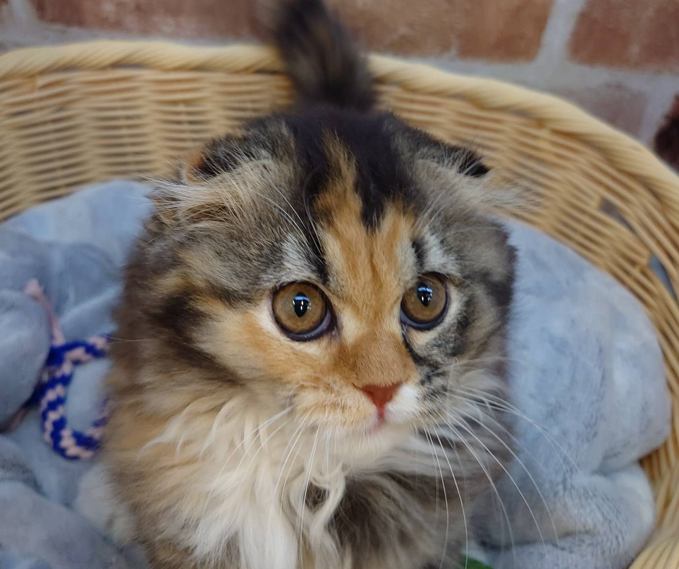 広島県のスコティッシュフォールド (マルエスペット広島段原ショッピングセンター店/2025年11月19日生まれ/女の子/ブラウンパッチドタビーホワイト)の子猫の3枚目の画像