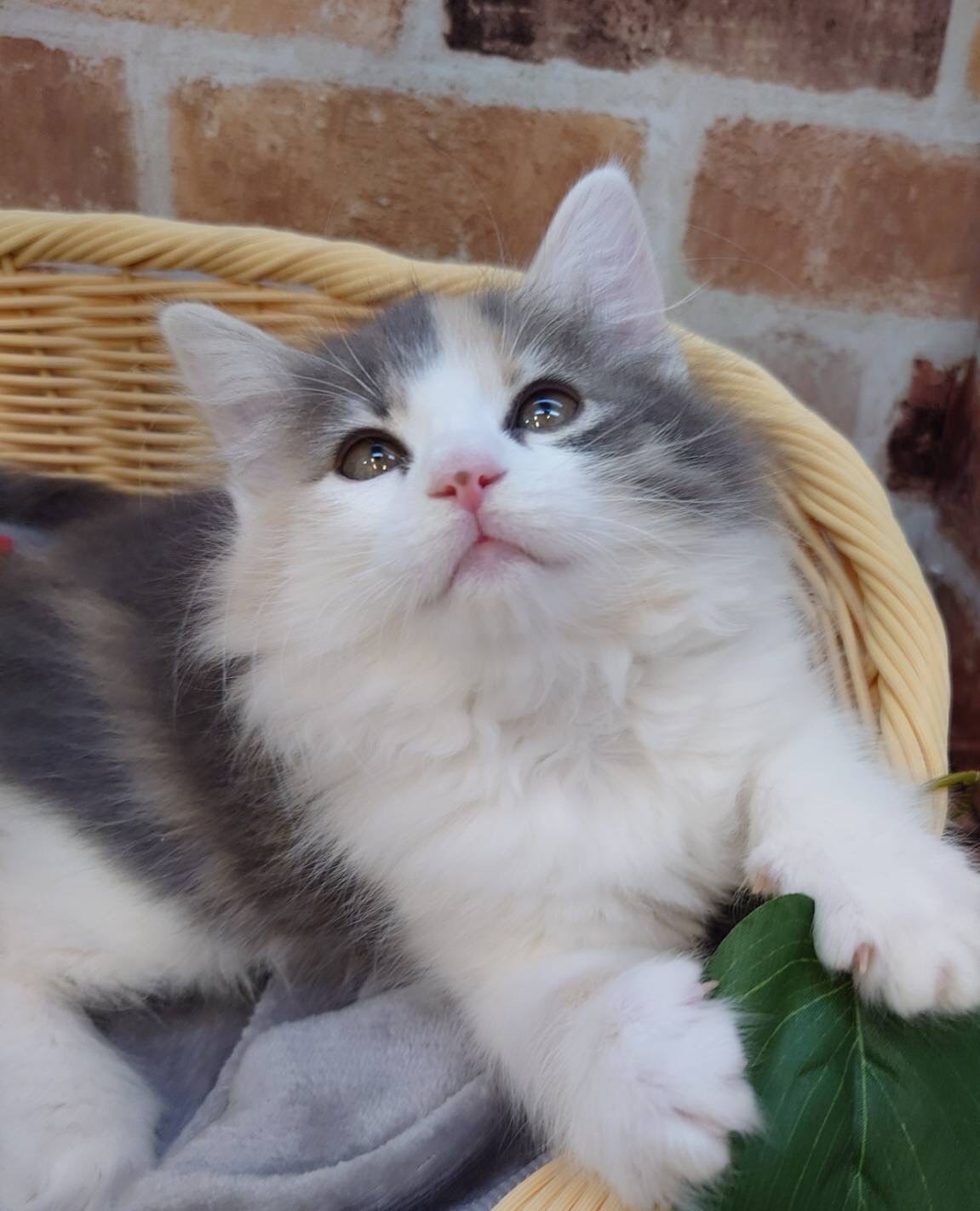 広島県のノルウェージャンフォレストキャット (マルエスペット広島段原ショッピングセンター店/2025年11月9日生まれ/女の子/ブルーパッチドタビーホワイト)の子猫の4枚目の画像