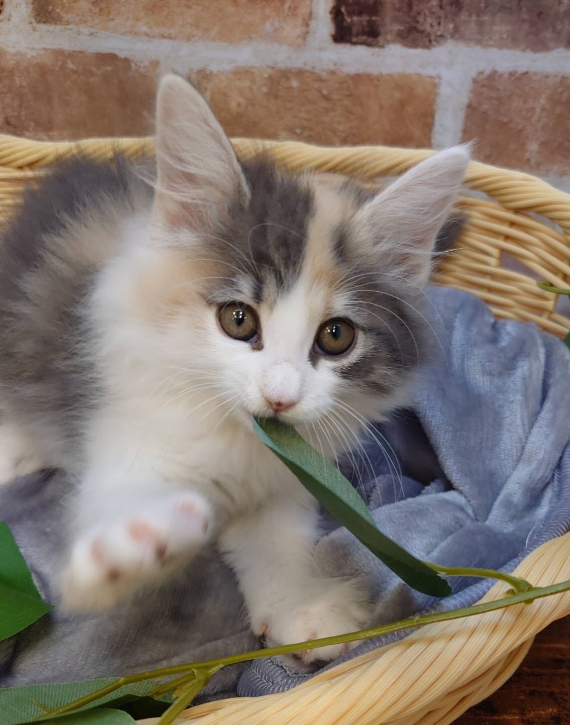 広島県のノルウェージャンフォレストキャット (マルエスペット広島段原ショッピングセンター店/2025年11月9日生まれ/女の子/ブルーパッチドタビーホワイト)の子猫の2枚目の画像
